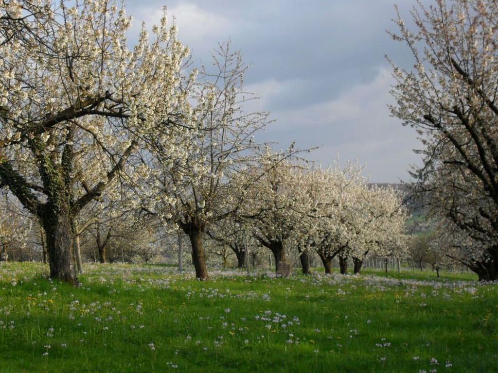 Haus Am Blauenbach Διαμέρισμα Schliengen Εξωτερικό φωτογραφία
